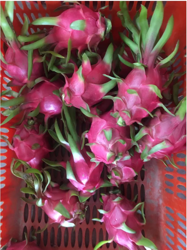 Новый урожай свежих фруктов дракона экспорт в Индию/+ 84 90 1445086