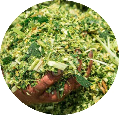 Premium Quality Animal Feed Corn Silage Best Packaging Good Price