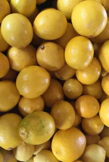 HIGH QUALITY Fresh Lemon - TURKEY (Antalya) 2022