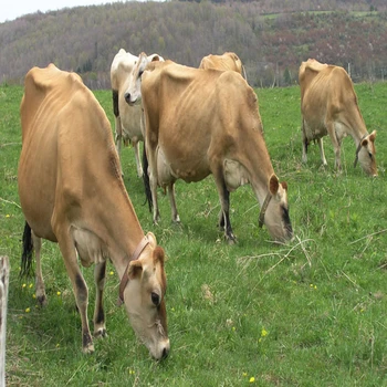 Jerseys cow Dairy cow