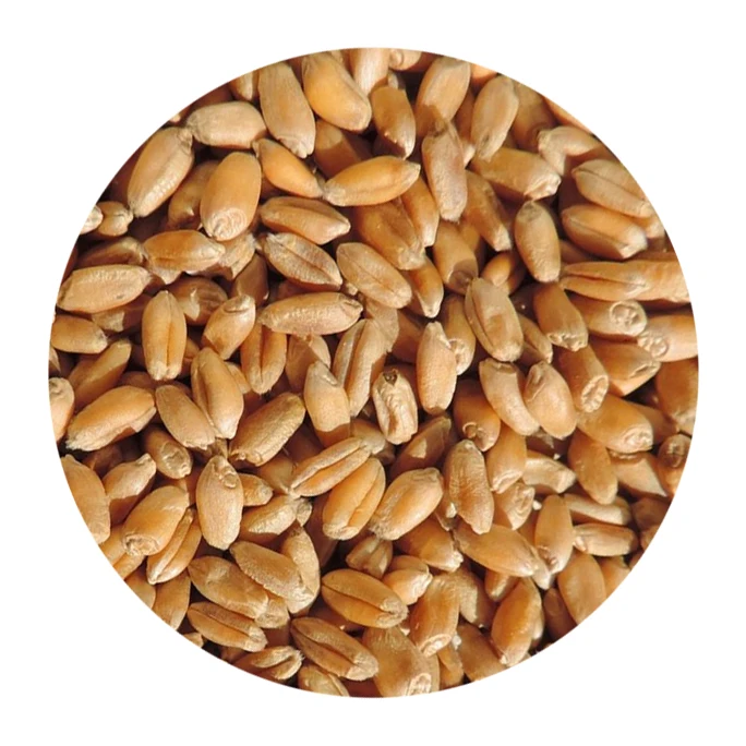 
Органическое коричневое и красное зерно, цельная фуражная Пшеница русского происхождения 