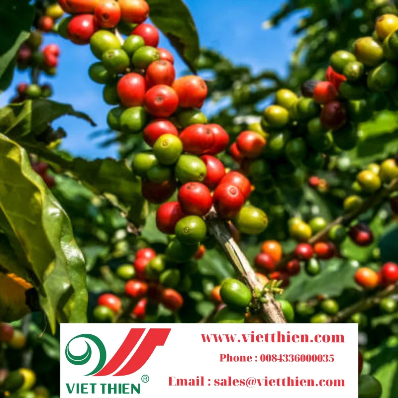 Robusta coffee is not only a specialty of Vietnam but also the second most popular coffee in the world