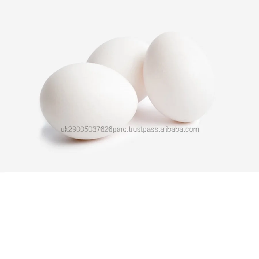 Hatching Broiler Chicken Eggs