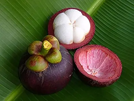 100% White Pulp Mangosteen from Vietnam wholesale - Ms KiO HYUNH + 84 34 375 8904