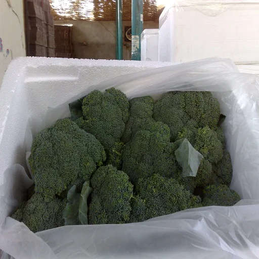 
fresh egyptian Broccoli 