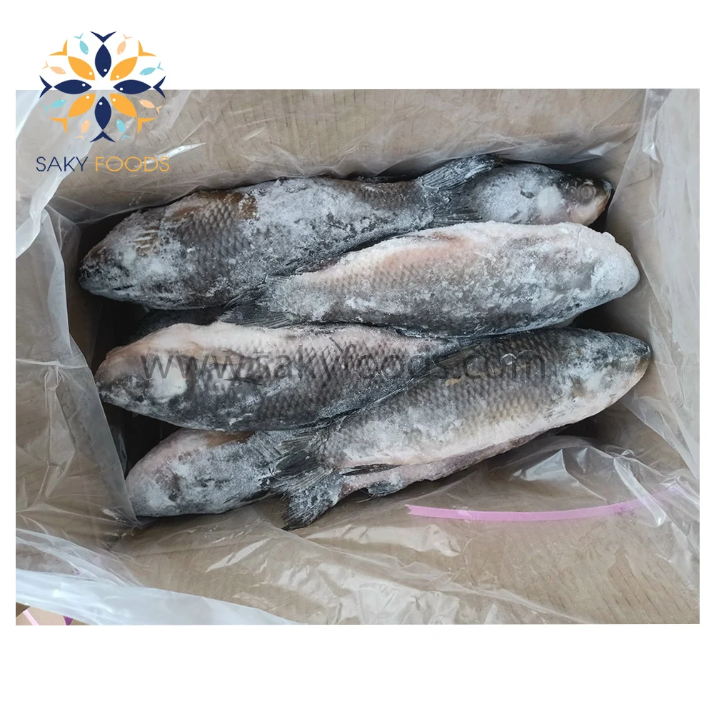 Wholesale IQF Frozen Rohu Fish For Export From Vietnam Bulk Style