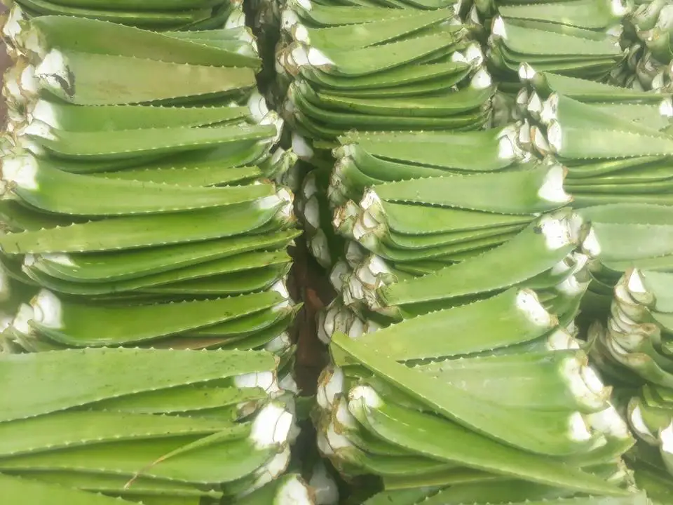 100% Natural Fresh Aloe Vera Leaves/Aloe Vera have amazing properties from Vietnam