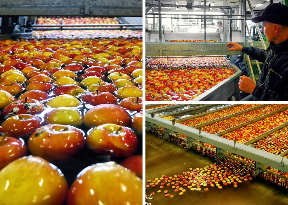 Best Sweet Fruits Apples Granny Smith Cultivar From Italy Organic for Horeca Wholesale