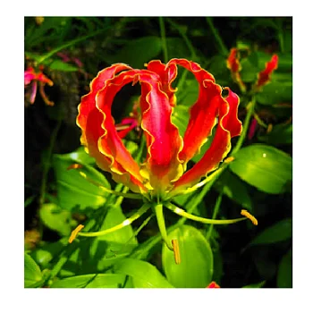
Hot Selling High Quality Wholesale Glorosia Superba Seed Summer Growing Climber At Cheap price 