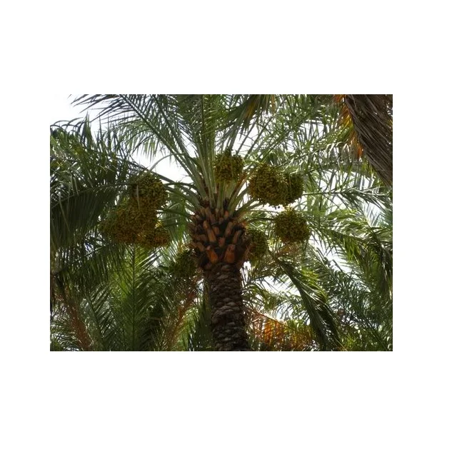 Tissue cultured date palm Ajwa Dates Seedlings Agri-Horti