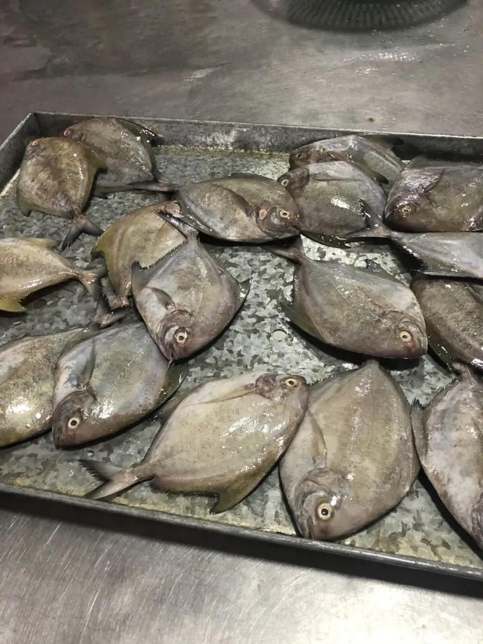 Frozen Blackpomfret Fish export from Vietnam with Best price(ThaiLien company, Ms Fiona +84908794118)