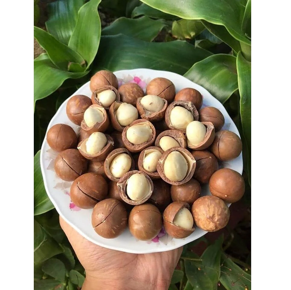 
Wholesale top grade macadamia nuts with shell high quality macadamia nuts from Vietnam 