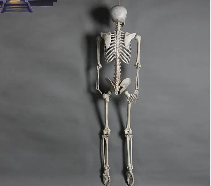 165cm realistic plastic skeleton halloween-decor Halloween props halloween skeleton