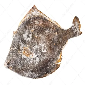 
Good Quality Frozen flounder fish 