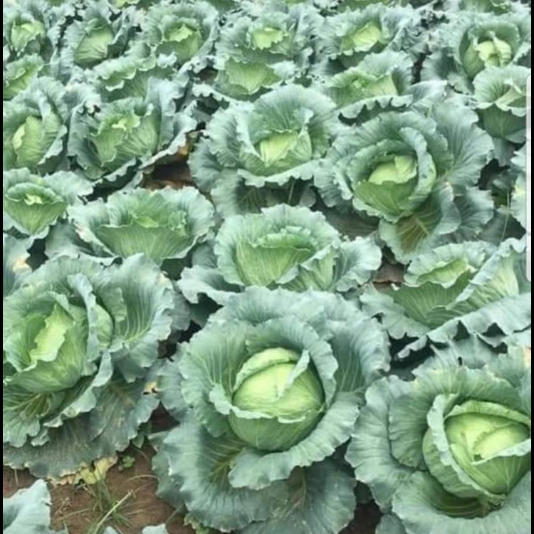 FRESH ROUND CABBAGES / VIETNAM CABBAGES/0084976115910