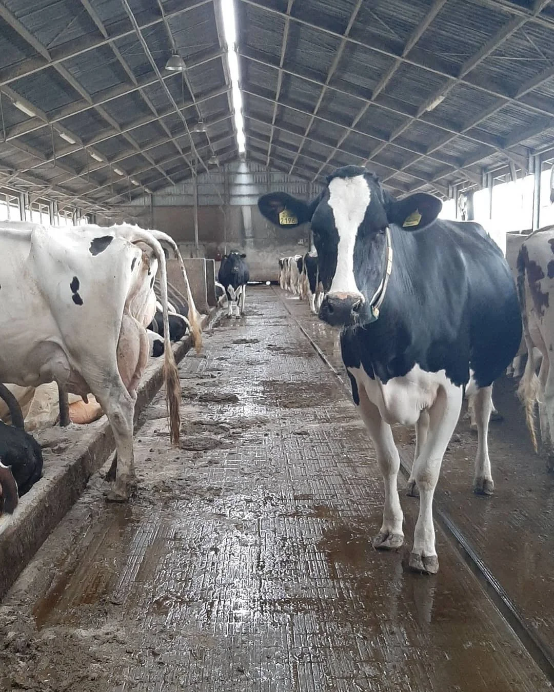 Pregnant North America Holstein Cow