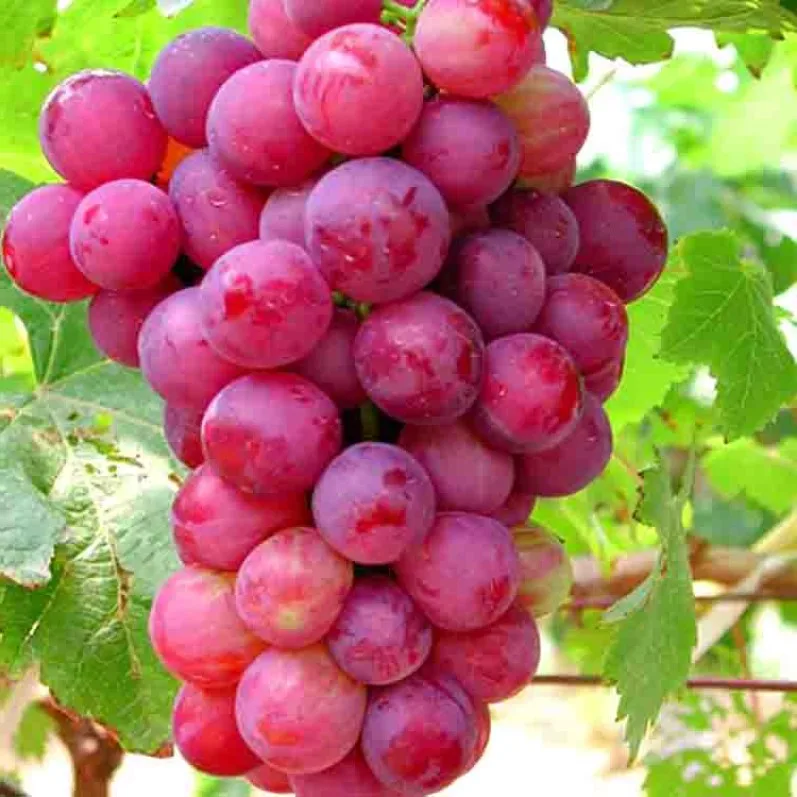 
Top quality fresh grapes Hot selling nutrition juicy fresh grapes (seedless) 