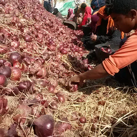 Different sizes of fresh yellow onion