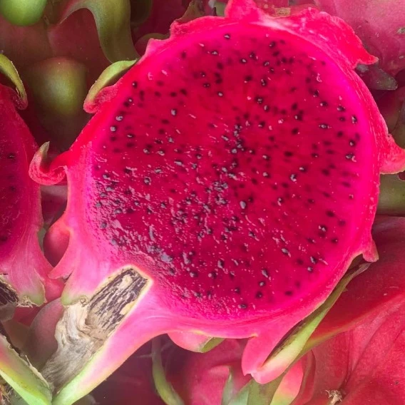 2021 HASU Лучшая цена Новый Урожай красный дракон фрукты отправка из Вьетнама высокого класса