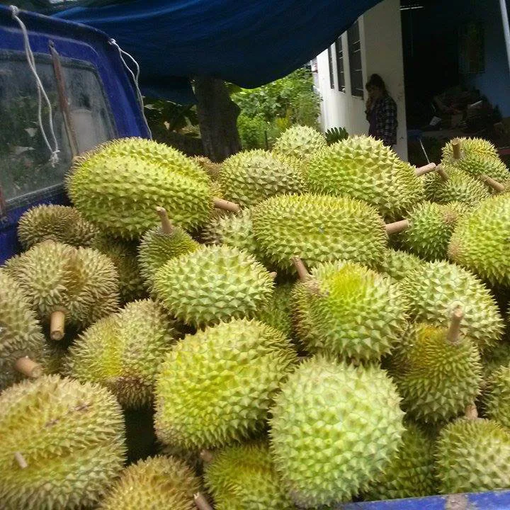 Premium Vietnam Durian Fresh Fruit With High Quality And Best Selling Price