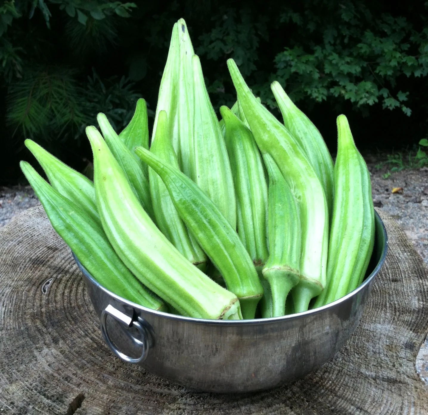 WHOLESALE FRESH OKRA WITH HIGH QUALITY FROM VIETNAM
