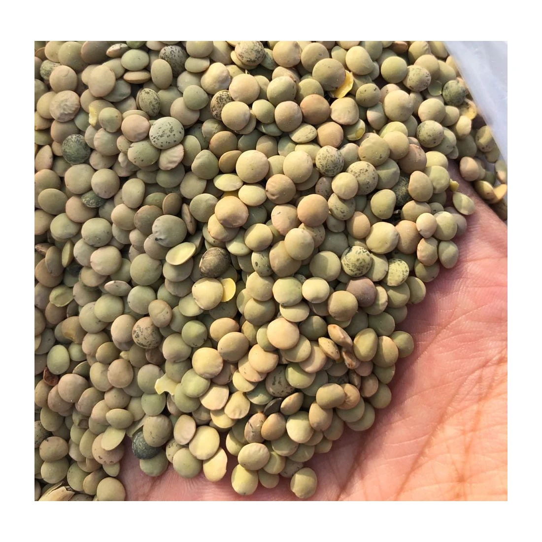 Bulk Non-GMO Green and red lentils Dried healthy food whosale 100% natural organic beans food legumes