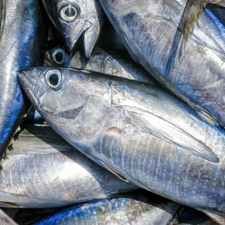 Замороженный тунец-Бонито птиц из дикой природы