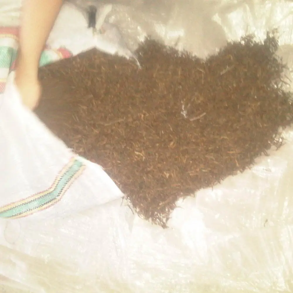 clove steam from indonesia is the best price and quality
