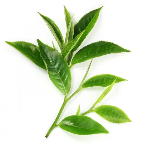 Hot Sale in Asia Organic 100% Fresh Natural Tea from Vietnam Black Green Tea