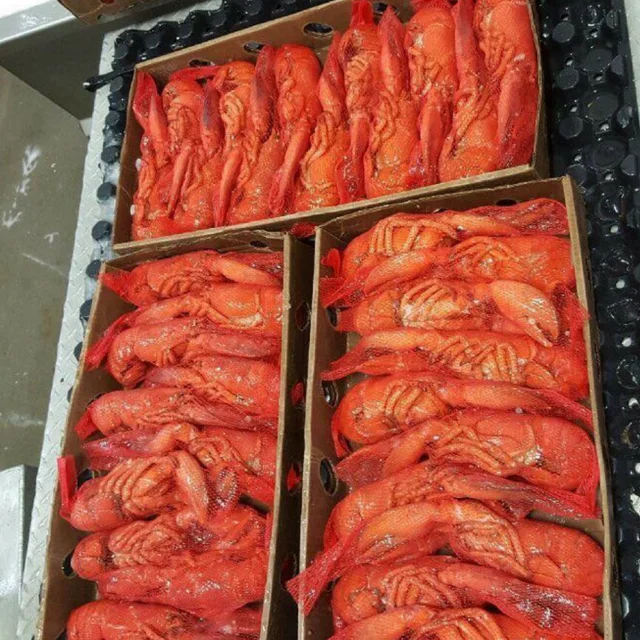 
Wholesale Cooked Boston Lobster / Frozen Lobster Tail Price 