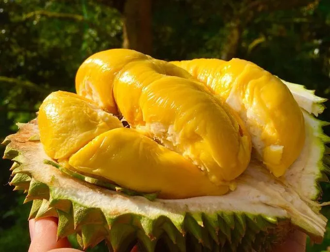 Оптовая цена Премиум замороженные/свежие RI6/ MONTHONG DURIAN из Вьетнама/мисс Триш + 84 984 696 874