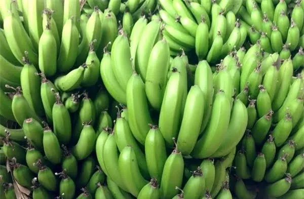 Вьетнамский зеленый банан Cavendish оптом- (Ms) KIO HUYNH + 84 34 375 8904