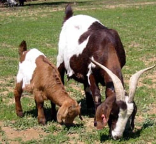 Spanish goats