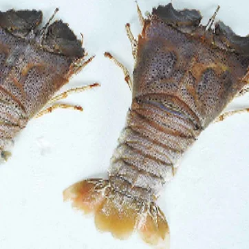 
Frozen IQF Slipper Lobster In Viet Nam 