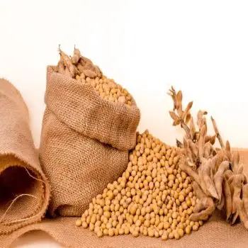 Soybeans - Soybeans High Quality Non GMO Yellow Dry Soybean Seed NON-GMO Soya Beans /soya Bea