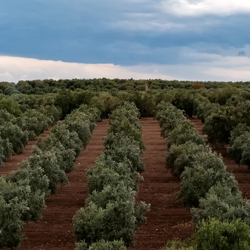  Итальянское апулианское сухое гинди-пуглие оливковое масло 50 cl ручной работы готовое к