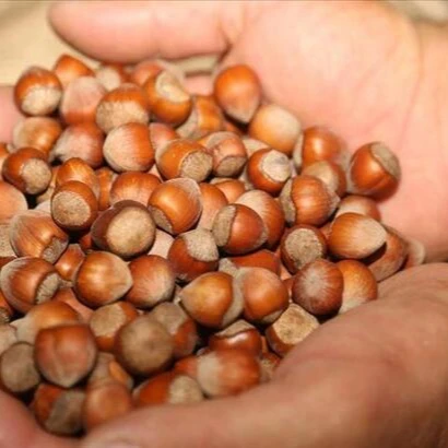 Hazelnuts1.jpg