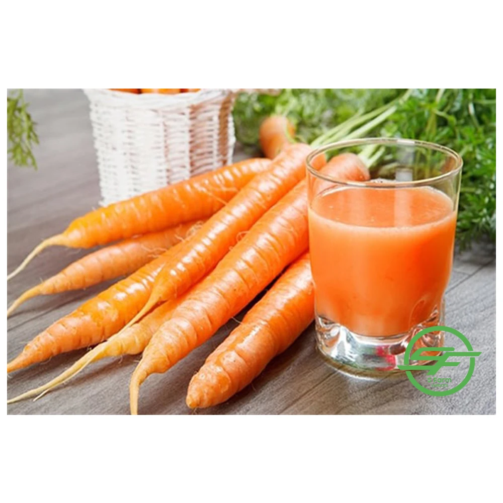 Top Quality Fresh 100% Organic Carrots In Wholesale Price