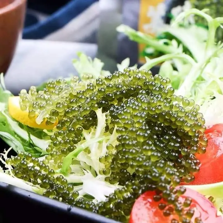 Лидер продаж-SEAGRAPES на продажу // 100% органический продукт из Вьетнама мисс Ниан + 84 363 210