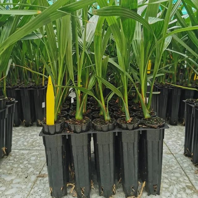 Пестицид для стерилизации культивирование тканей саженцы ладони