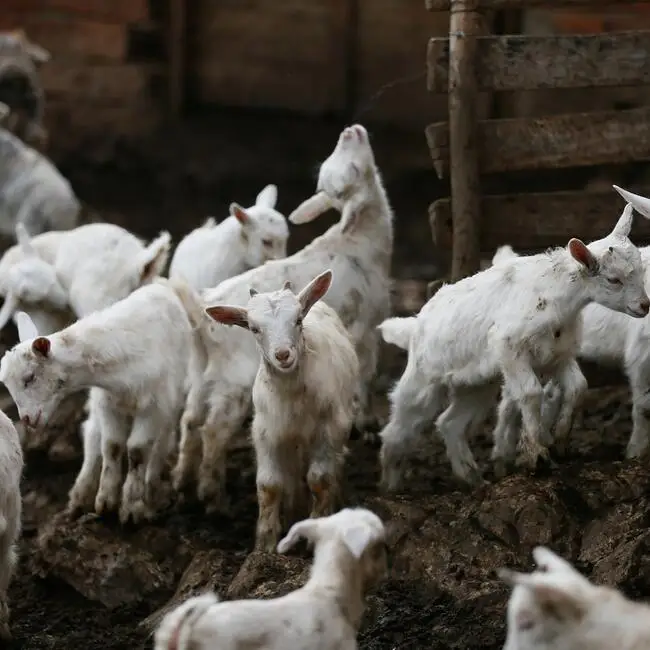 Low price Milking Saanen Goats