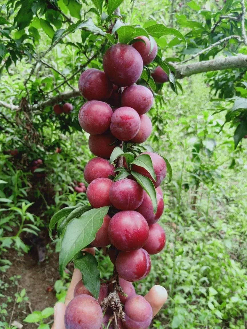 
Fresh Cherry Plum Cherry doi Wholesale From Thailand 