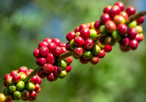
An Thien green coffee bean made in Vietnam with 100% natural and good price to use 