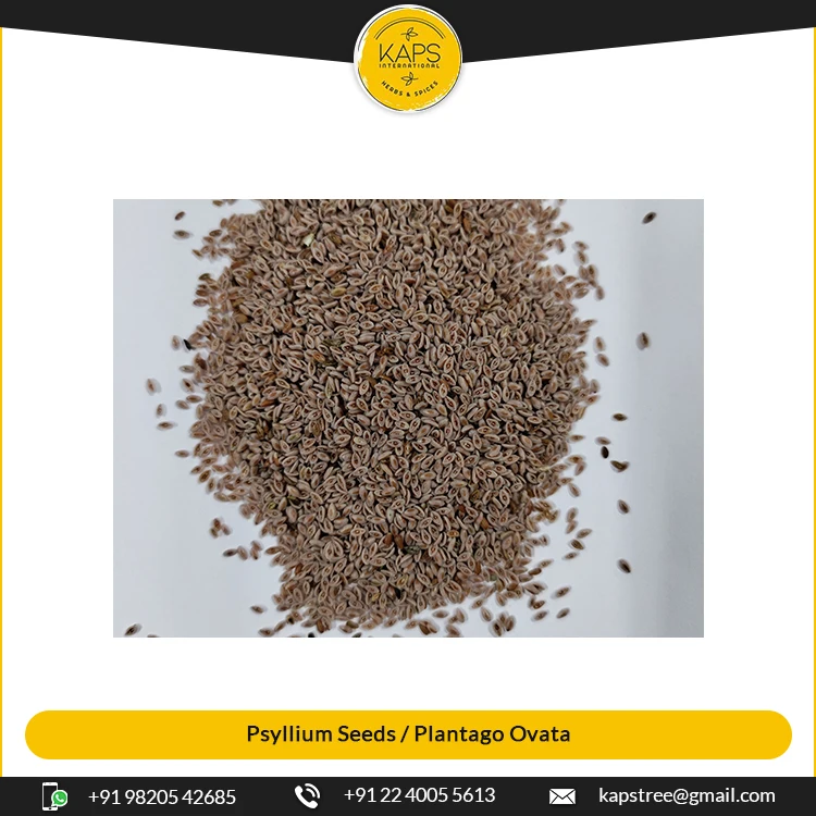 New Arrival Best Quality Psyllium Seeds / Plantago Ovata Herbs for Multiple Application