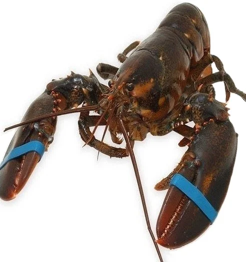 Fresh And Frozen Lobster / Frozen Lobster Tails / Fresh Live Lobsters