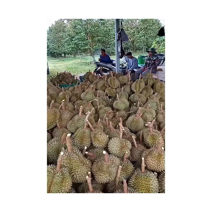 High Quality Premium Durian From Thailand