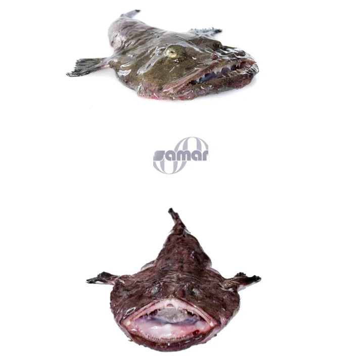 
Frozen Monk Fish & Fresh Monkfish Tail Fillet 