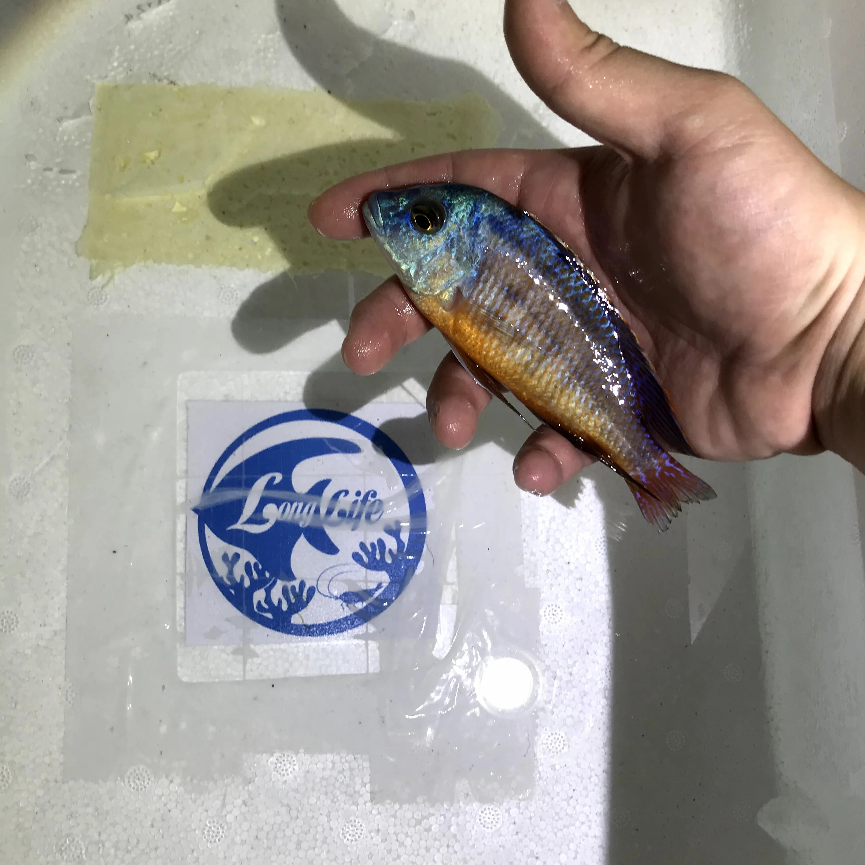 
Farm bred Protomelas taeniolatus 