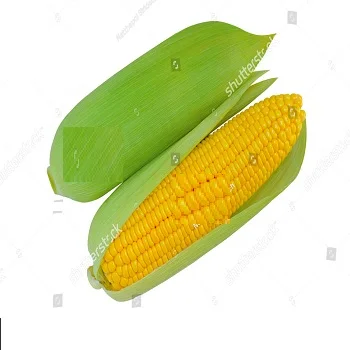 Dried Grade 2 Yellow Maize/Corn Non-GMO Fit for Human Consumption and Animal Feed Origin: (Brazil Argentina USA Ukraine)