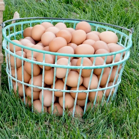 Органические свежие куриные яйца